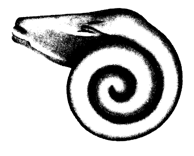 Marchio-Scan