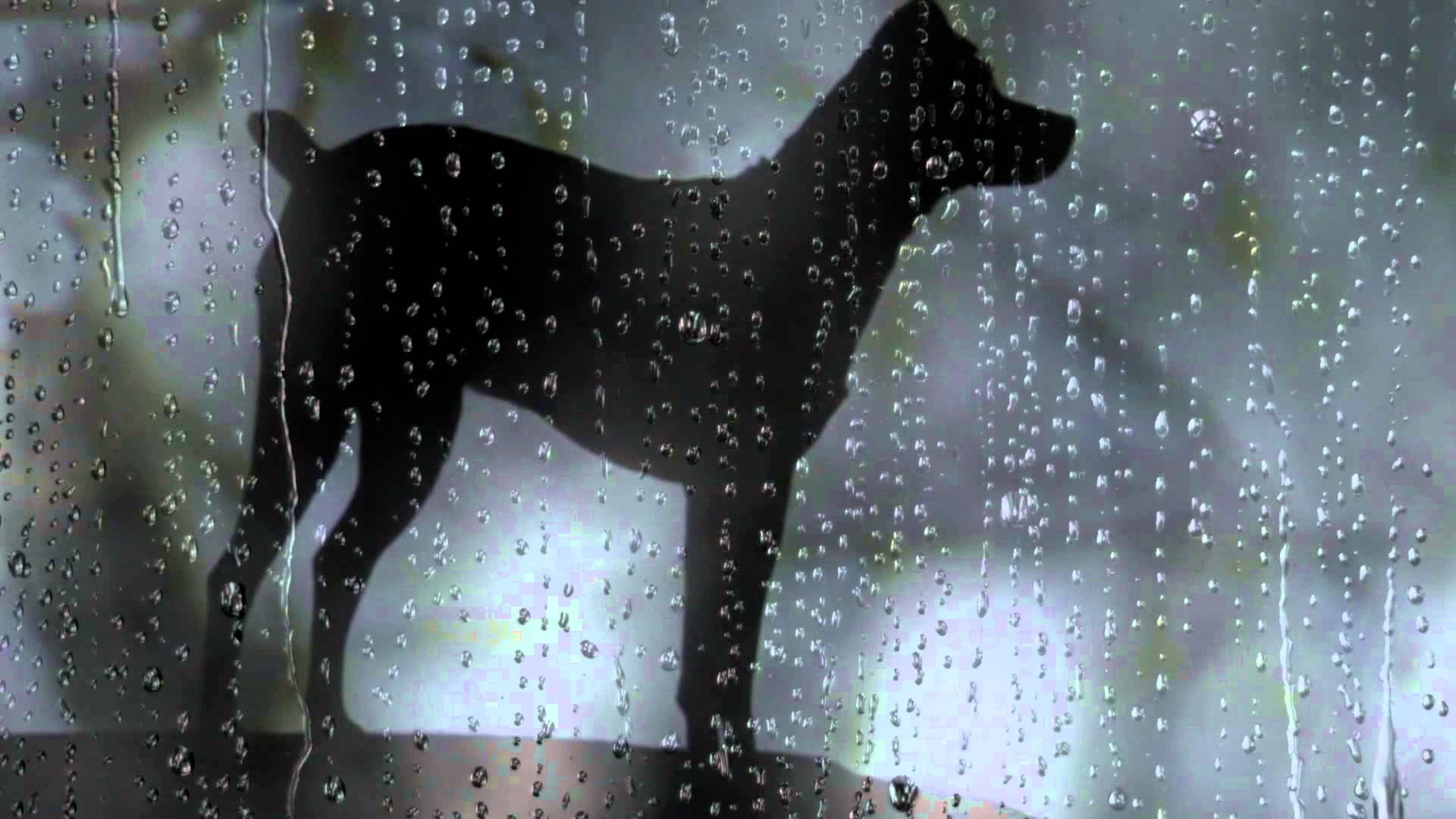 heart of a dog