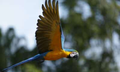 Animal Kingdom