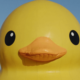 stray ducks