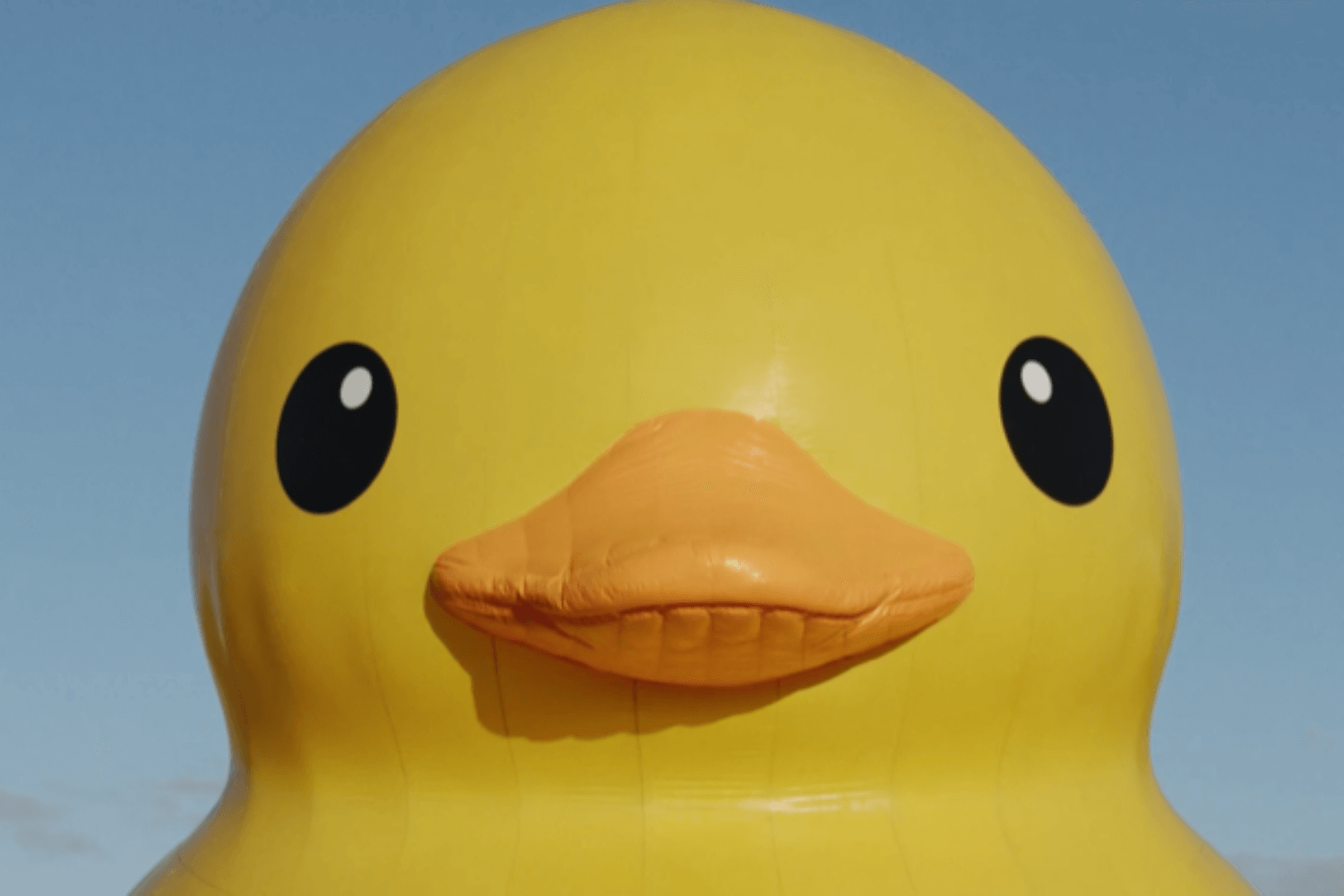 stray ducks