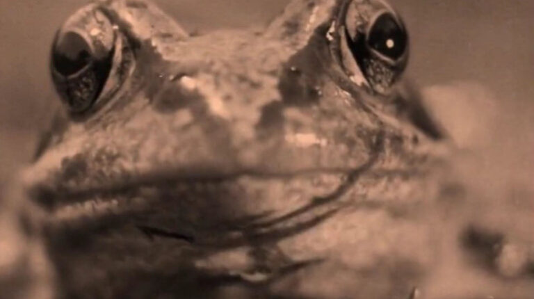 Davi di Donatello 2022 documentario