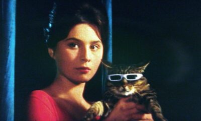 The Cassandra cat