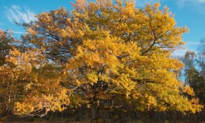 La quercia e i suoi abitanti