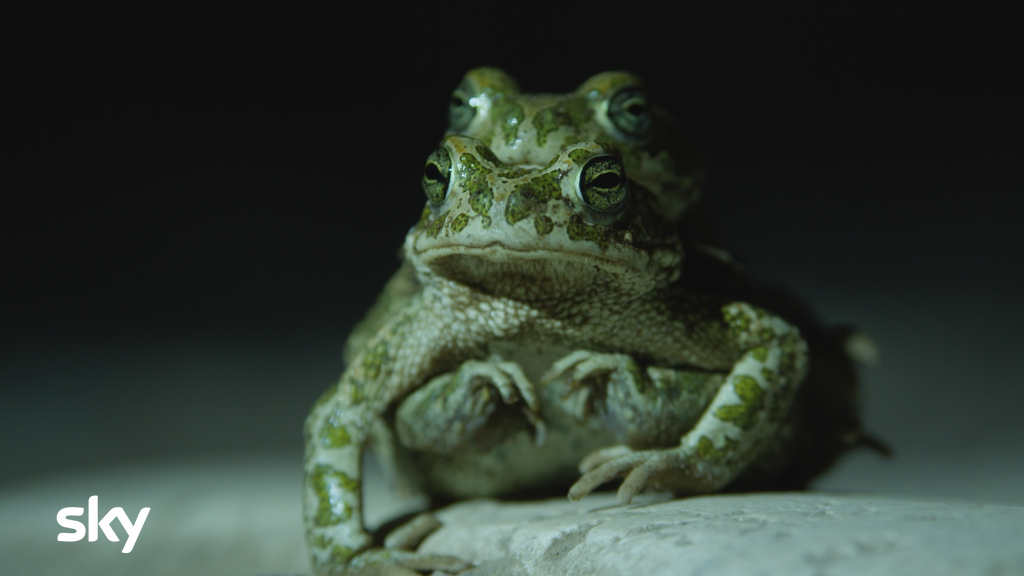 L'impero della natura. Una notte al parco del Colosseo