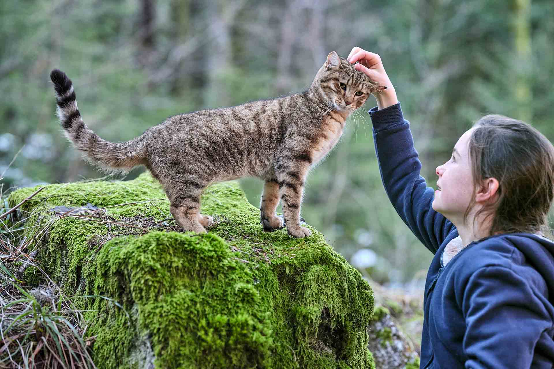 vita da gatto film