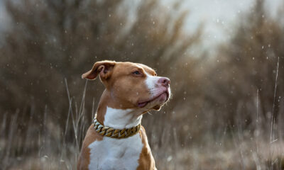 Chien de la casse