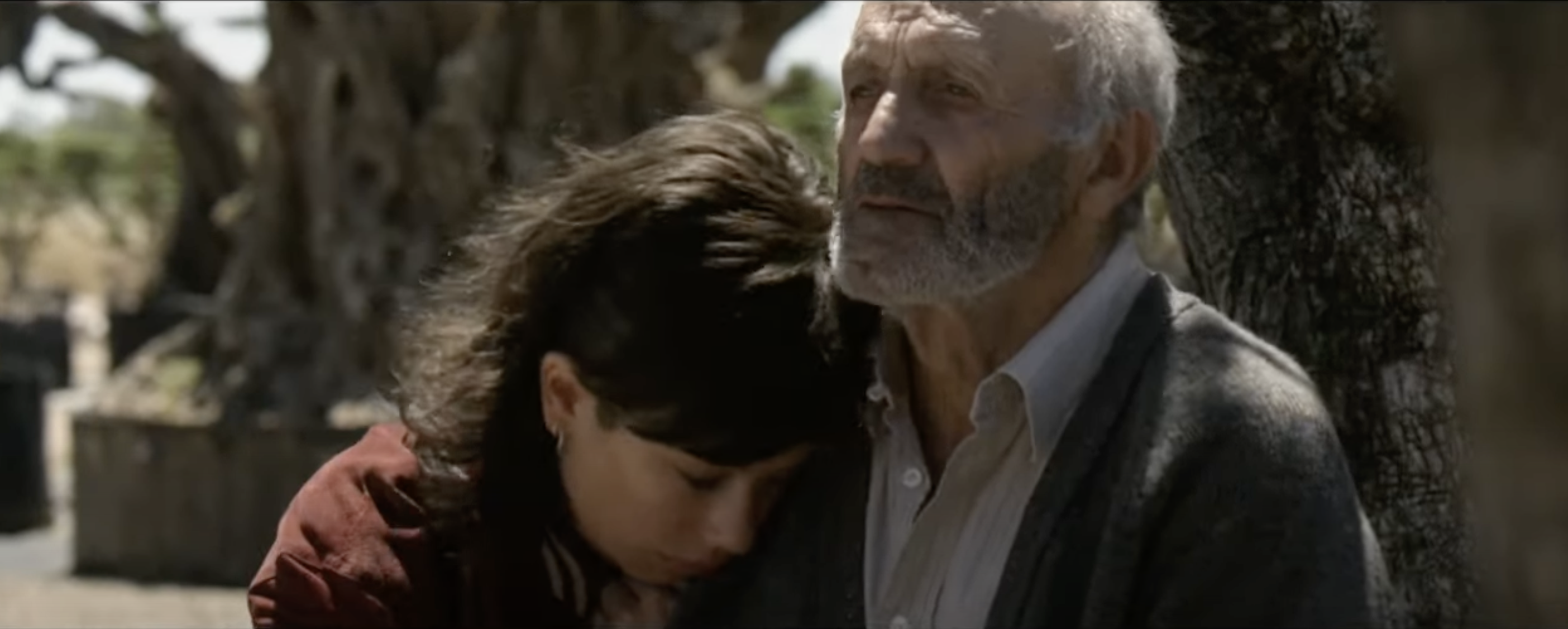 The olive tree