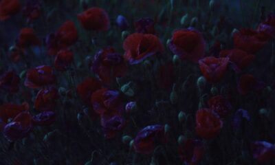 Landscape of Resistance