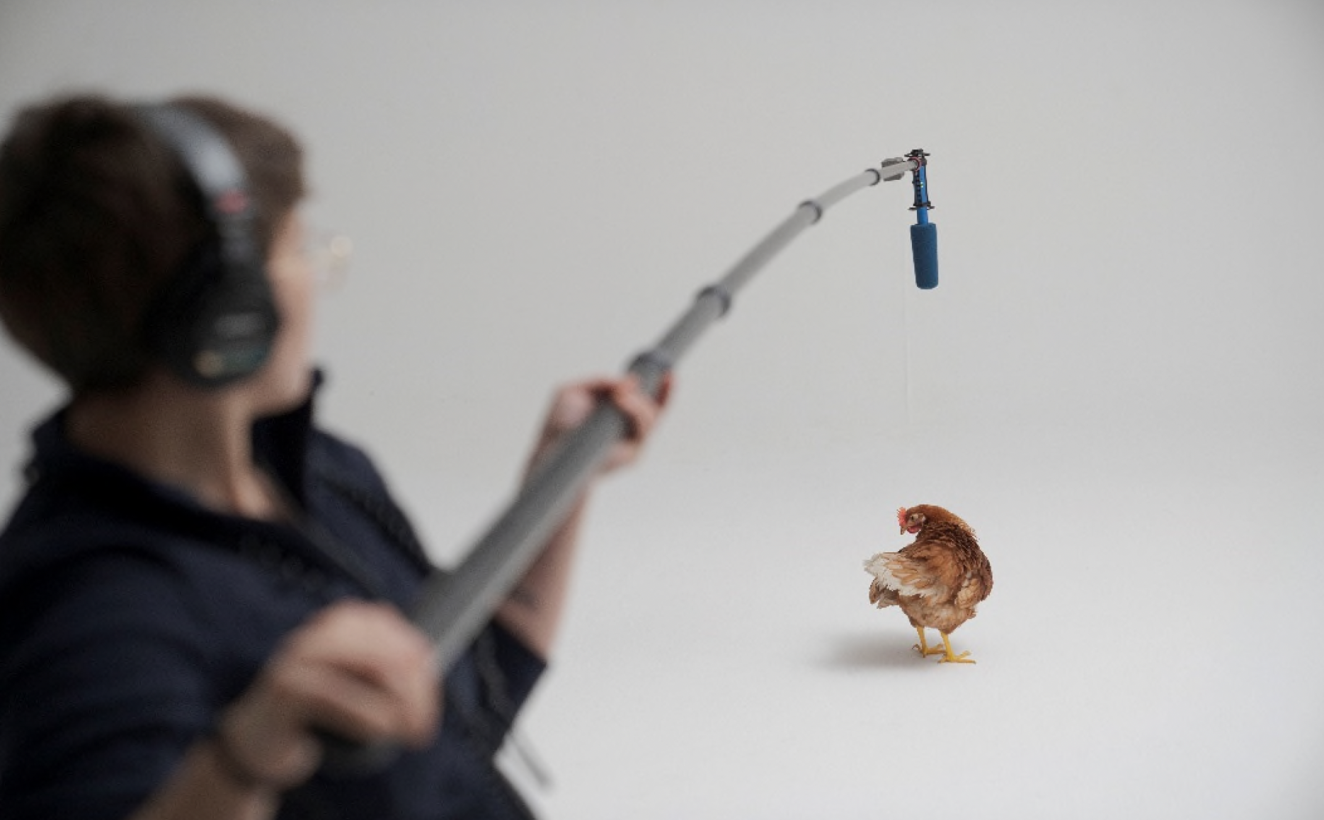 L’occhio della gallina