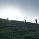 Paura dell'Alba