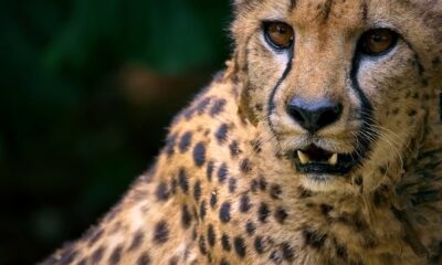 Escape from Extinction: Rewilding
