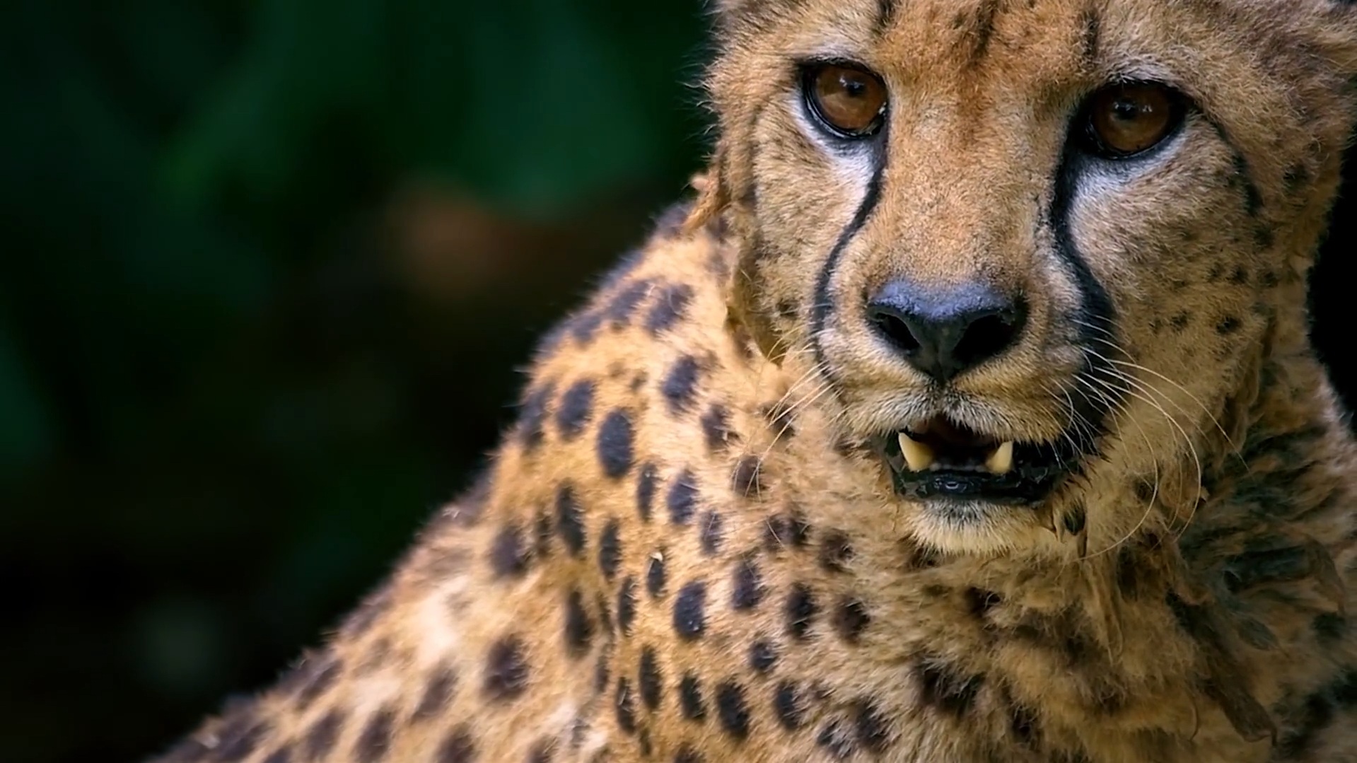 Escape from Extinction: Rewilding