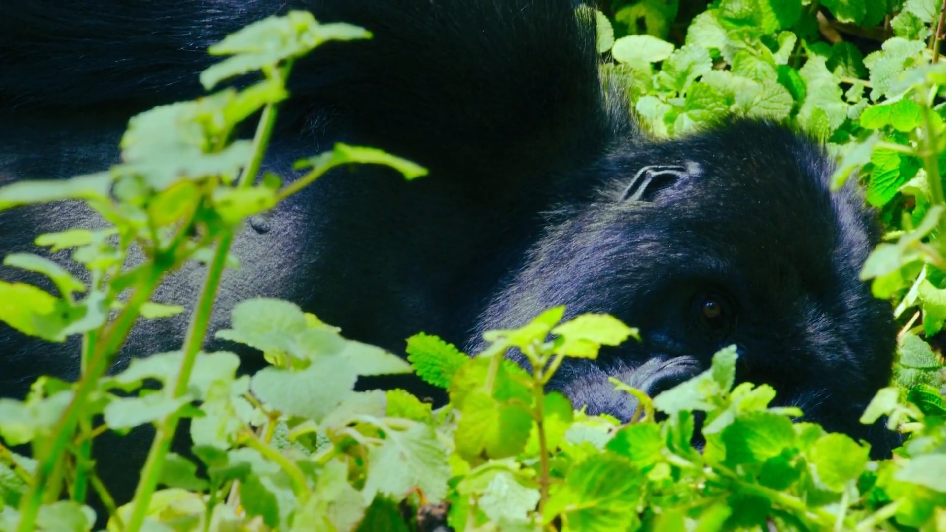 Escape from Extinction: Rewilding