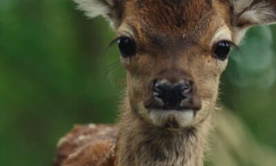 Bambi