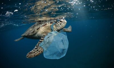 Giornata mondiale dell'ambiente