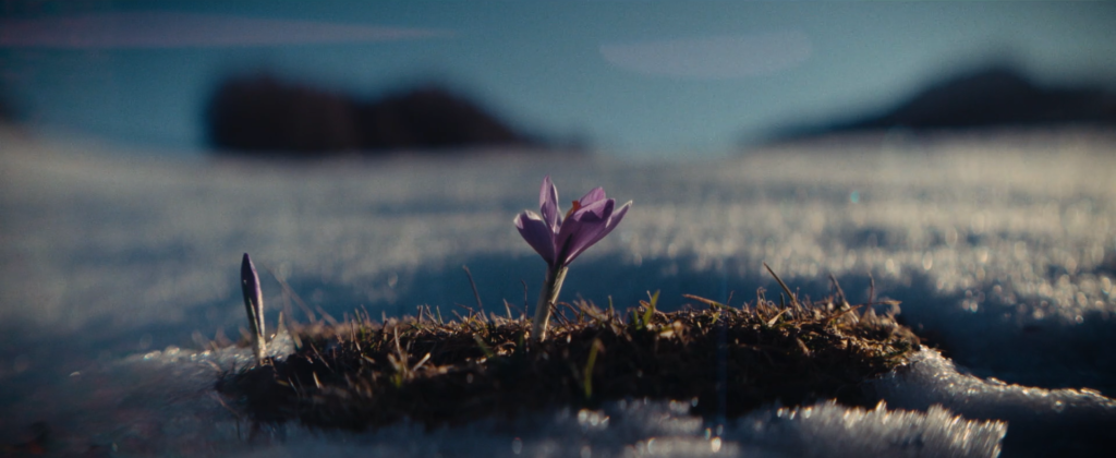 Con Aspis il confine tra documentario e finzione svanisce: un viaggio nella vita della vipera e nel fragile equilibrio naturale.