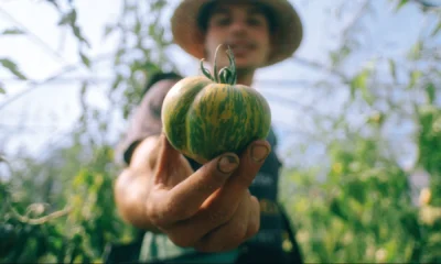 Una lunga tradizione di agricoltura alpina sta subendo un cambiamento radicale: l'approccio con la modernità narrato in un film documentario.