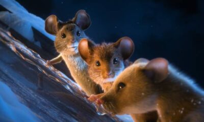 un topolino sotto l'albero