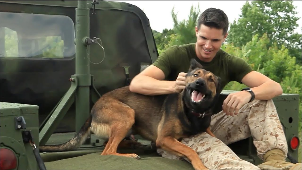 Torna su Netflix la commovente storia di 'Max', un eroe a quattro zampe sopravvissuto alla guerra, che ritrova la fiducia con un nuovo amico