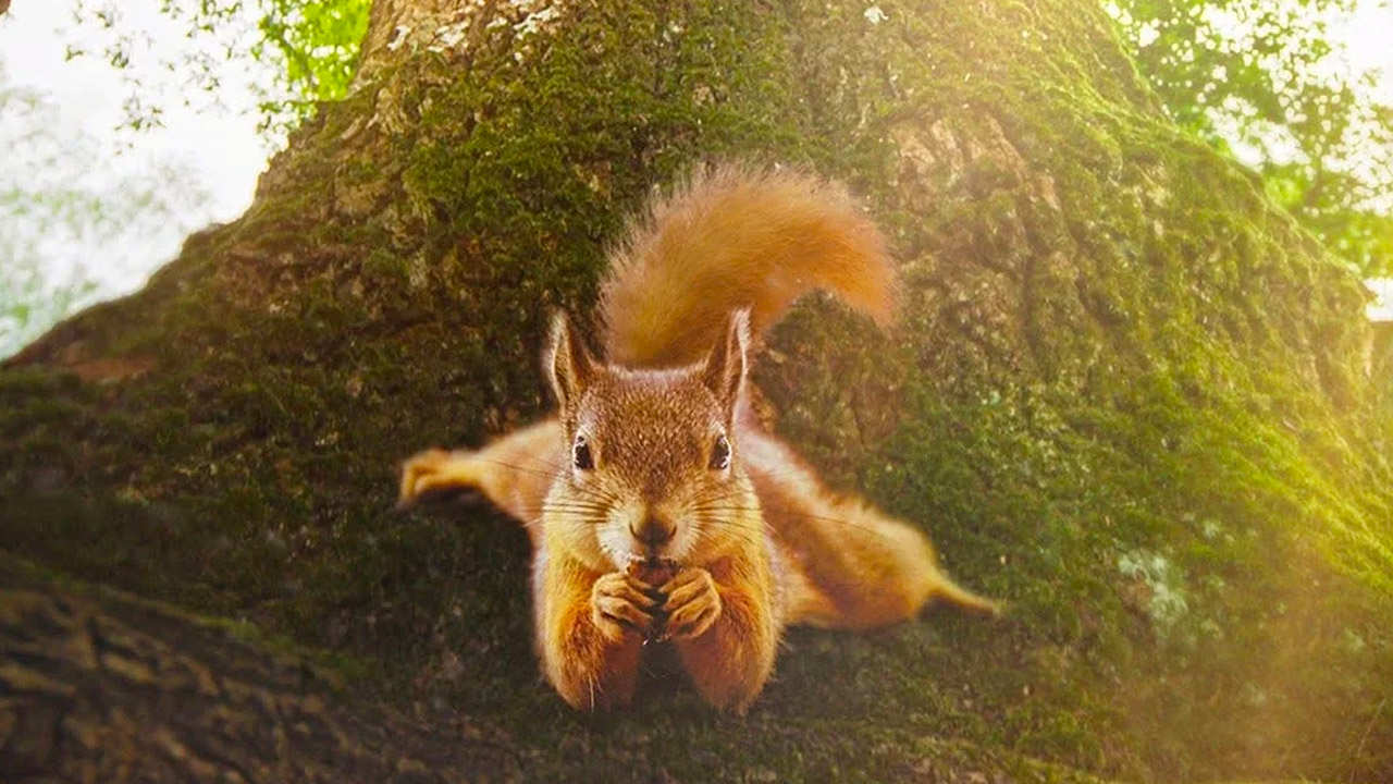 la quercia e i suoi abitanti