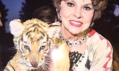 Gina Lollobrigida. Diva Contesa
