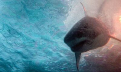 trailer di 'Deep Water'