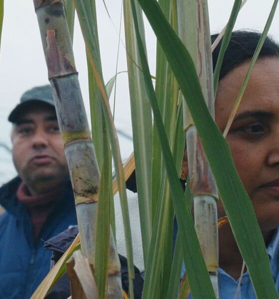 Bolzano Film Festival Catalogna