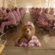 Paddington 4