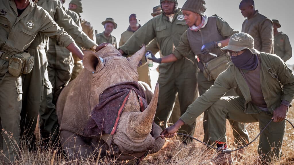 'Rhino' al Riviera International Film Festival: un documentario potente sui ranger del Kenya tra bracconaggio, natura e dignità umana