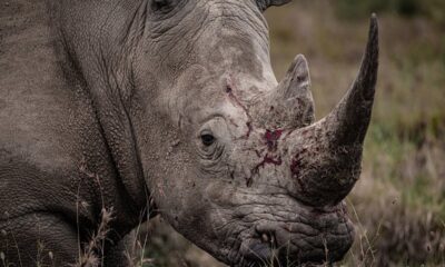 'Rhino' al Riviera International Film Festival: un documentario potente sui ranger del Kenya tra bracconaggio, natura e dignità umana