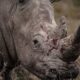 'Rhino' al Riviera International Film Festival: un documentario potente sui ranger del Kenya tra bracconaggio, natura e dignità umana