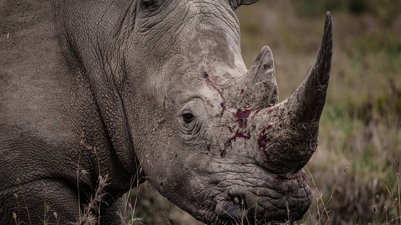 'Rhino' al Riviera International Film Festival: un documentario potente sui ranger del Kenya tra bracconaggio, natura e dignità umana