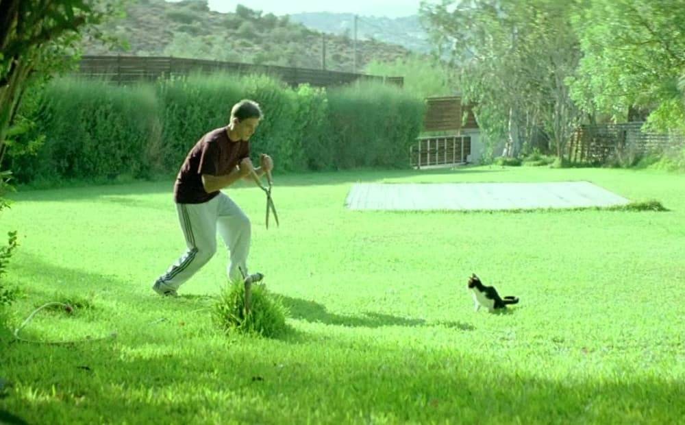 Dogtooth