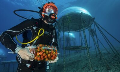 Ischia Film Festival 2026