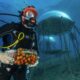 Ischia Film Festival 2026