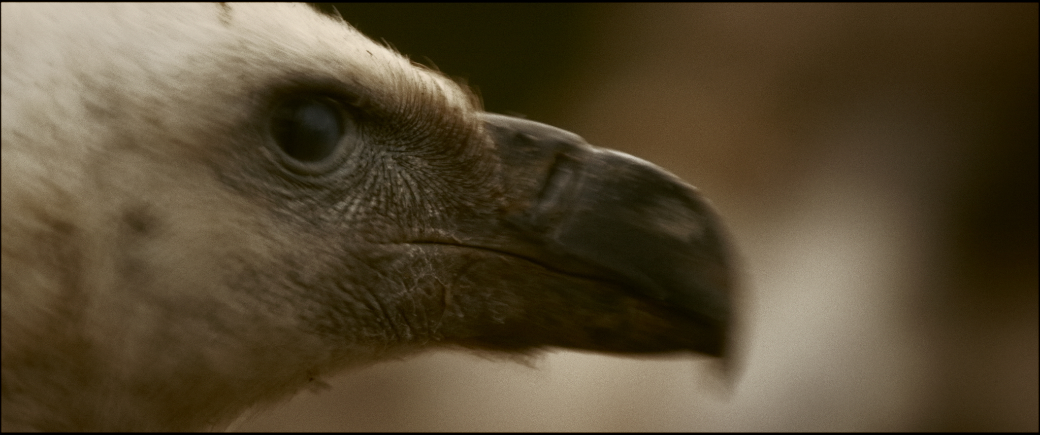 ‘Équarrisseurs’ (2026), la nuova opera di Hippolyte Burkhart-Uhlen in concorso per la sezione cortometraggi al CinemAmbiente 29