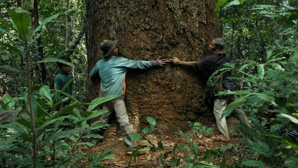 We Are the Fruits of the Forest