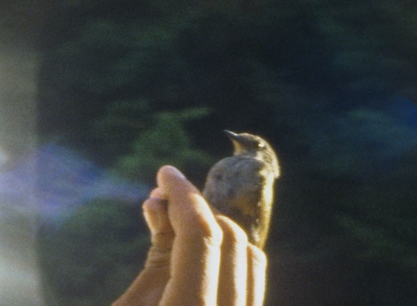 À vol d'oiseau